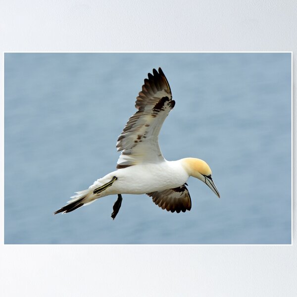 Item preview, Gannet designed and sold by YussefRafik.