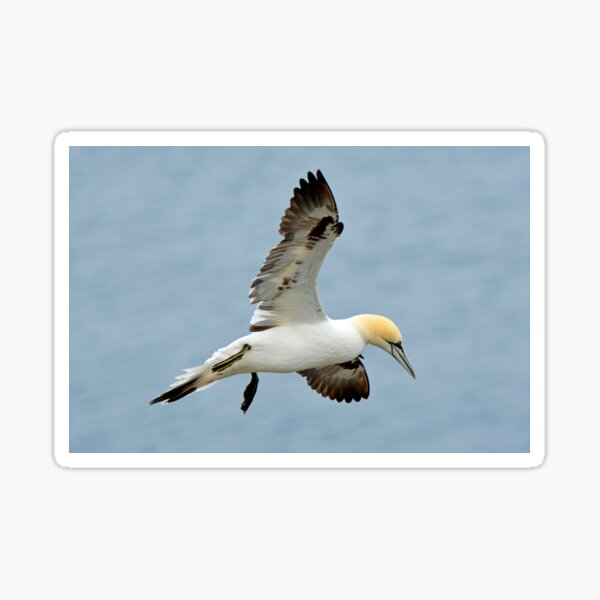Item preview, Gannet designed and sold by YussefRafik.