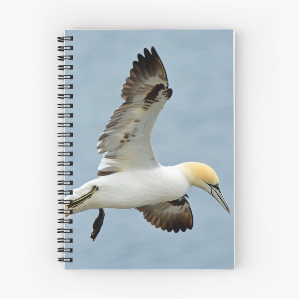 Item preview, Gannet designed and sold by YussefRafik.