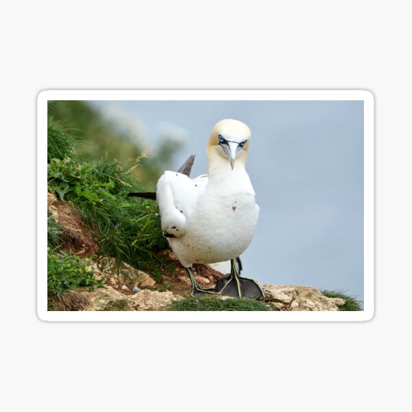 Item preview, Gannet designed and sold by YussefRafik.