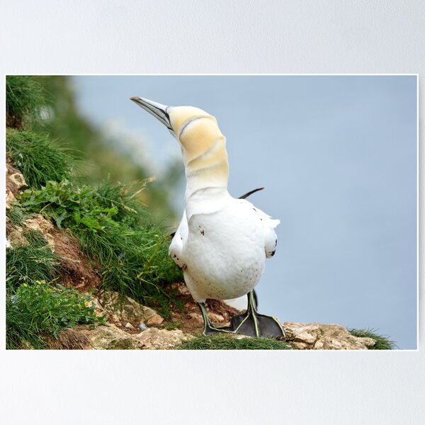Item preview, Gannet designed and sold by YussefRafik.