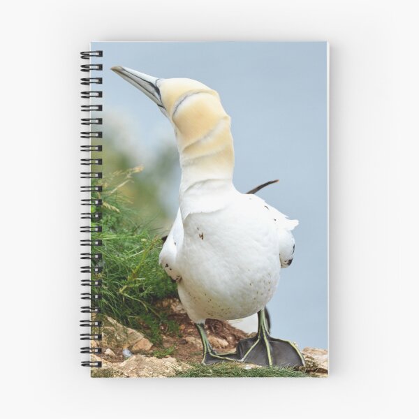 Item preview, Gannet designed and sold by YussefRafik.