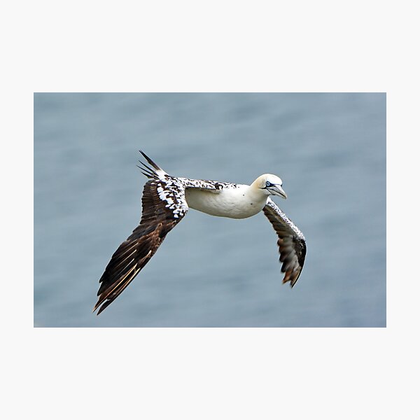 Item preview, Gannet designed and sold by YussefRafik.