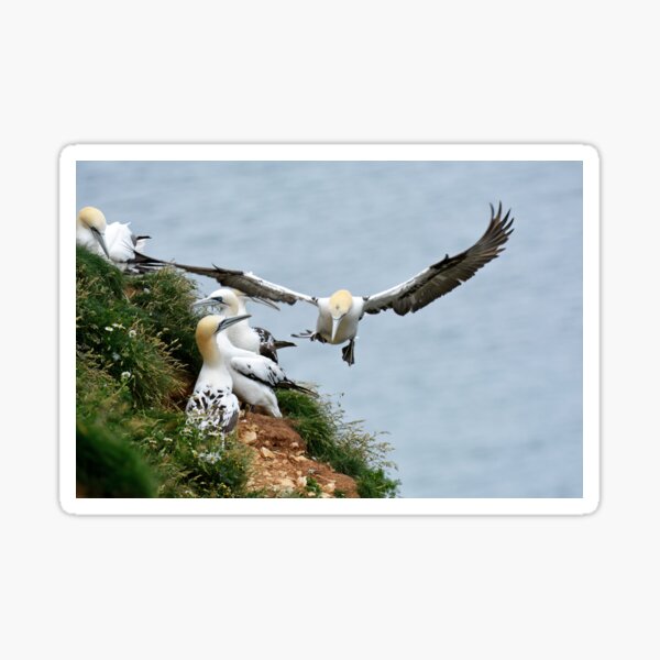 Item preview, Gannets designed and sold by YussefRafik.