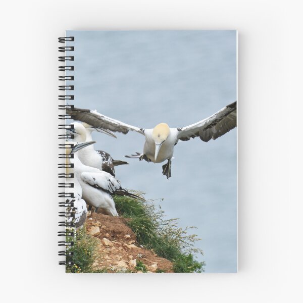 Item preview, Gannets designed and sold by YussefRafik.