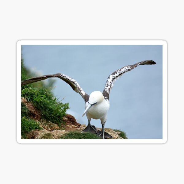 Item preview, Gannet designed and sold by YussefRafik.