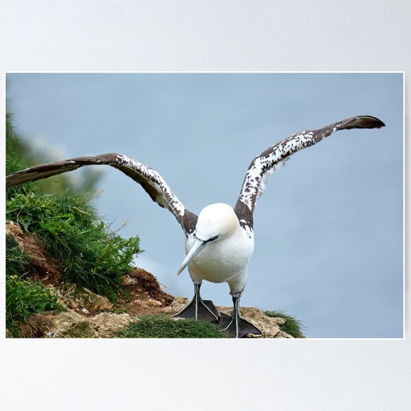Item preview, Gannet designed and sold by YussefRafik.