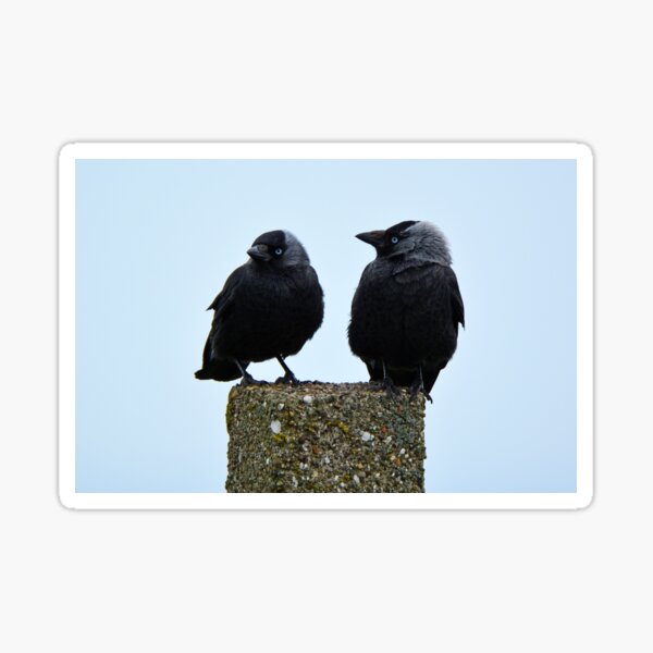 Item preview, Jackdaws designed and sold by YussefRafik.