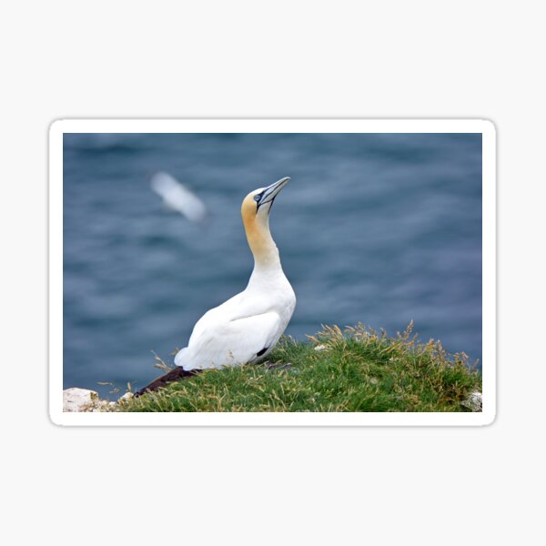 Item preview, Gannet designed and sold by YussefRafik.