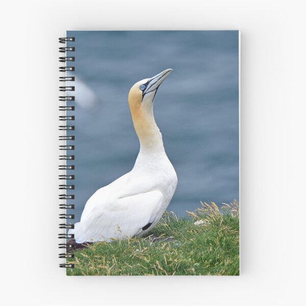 Item preview, Gannet designed and sold by YussefRafik.