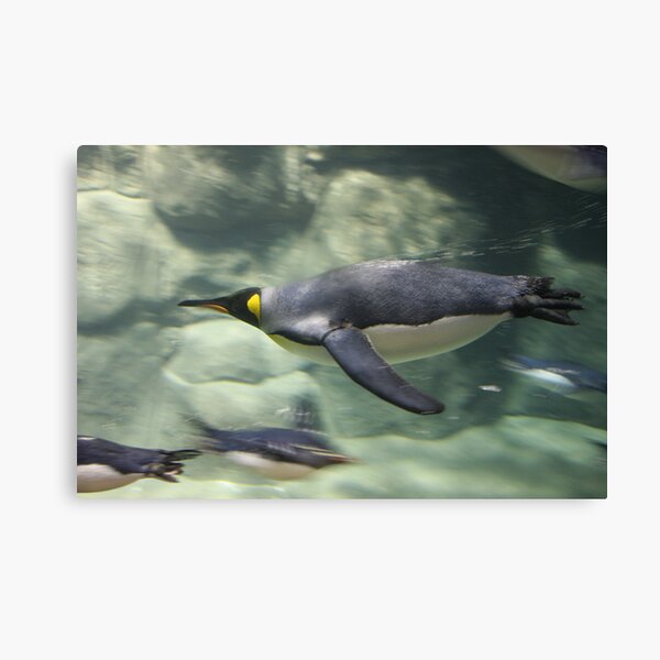 Dive Canvas Print