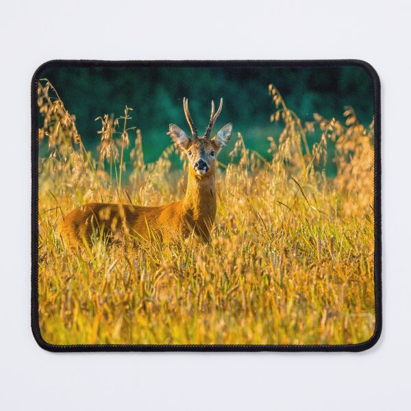 Item preview, Roe Buck in the golden morning light designed and sold by Dalyndigital Photography.