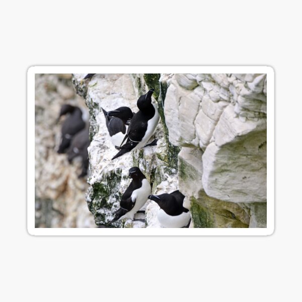 Item preview, Razorbills designed and sold by YussefRafik.