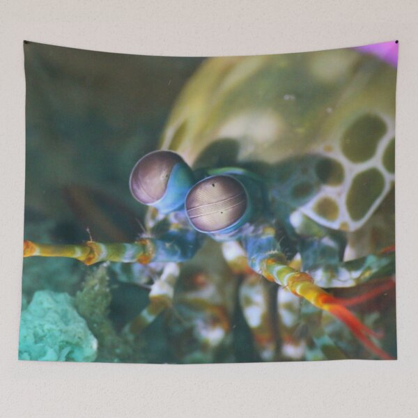 Aperçu de l'œuvre Crevettes mantis créée et vendue par ScubaPrincesss.