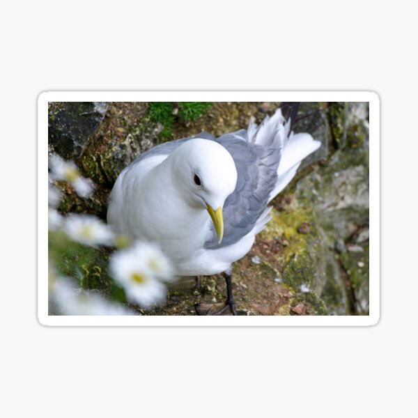 Item preview, Kittiwake designed and sold by YussefRafik.