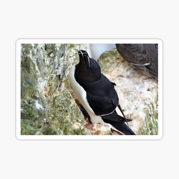 Item preview, Razorbill designed and sold by YussefRafik.