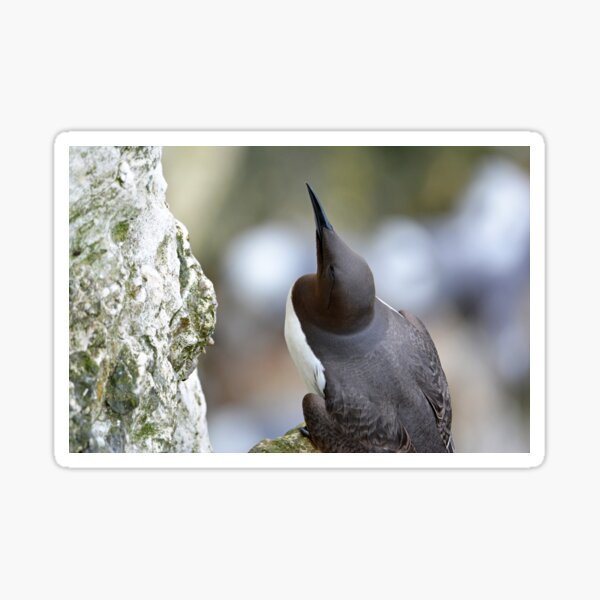 Item preview, Guillemot designed and sold by YussefRafik.