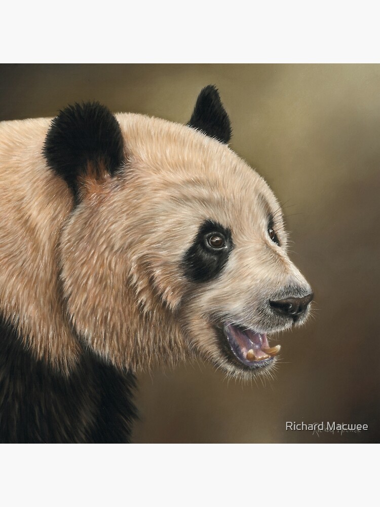 Giant Panda by richardmacwee