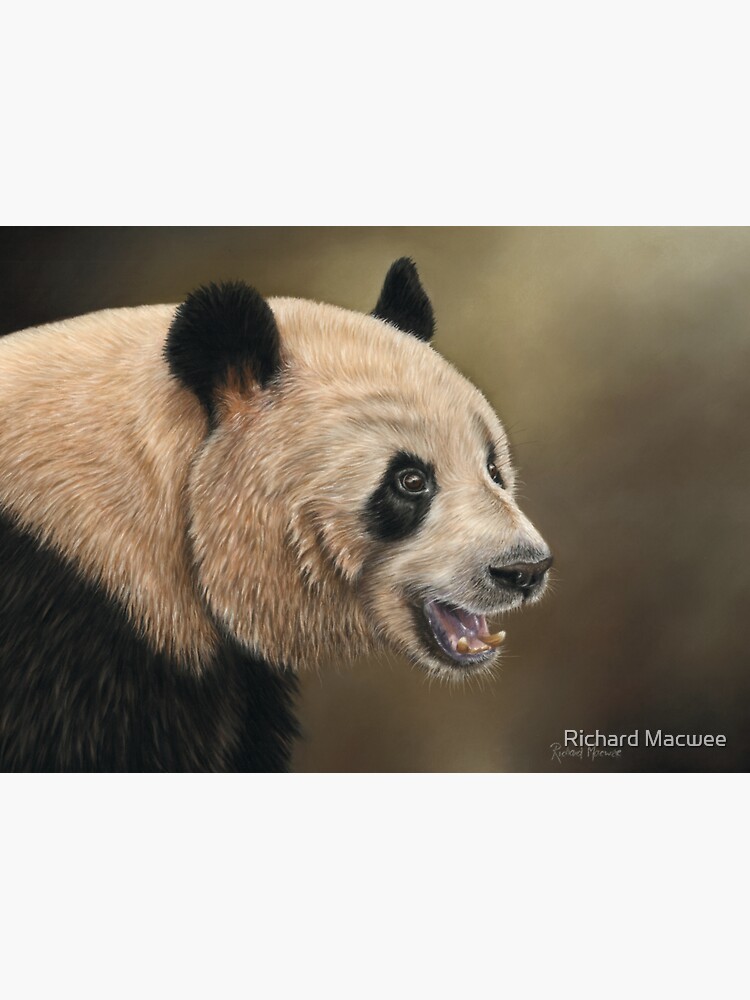 Giant Panda by richardmacwee