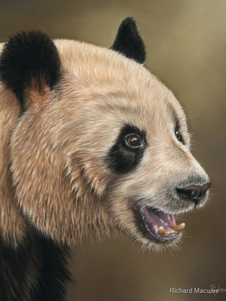 Giant Panda by richardmacwee