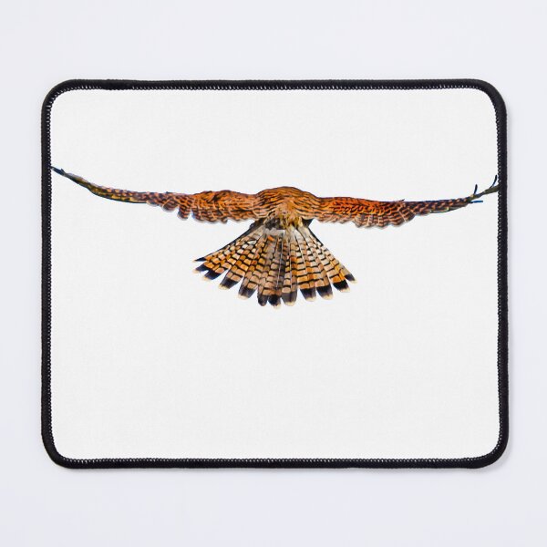 Item preview, Kestrel or  Wind hover designed and sold by Dalyndigital Photography.