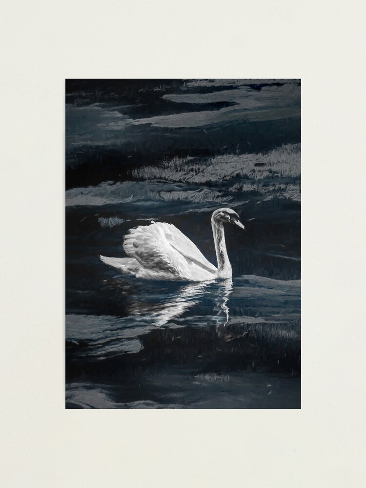 Thumbnail 2 of 3, Photographic Print, Swan in lake by Brian Vegas designed and sold by Brian Vegas.
