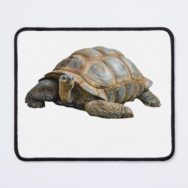 Item preview, Giant Tortoise designed and sold by Dalyndigital Photography.