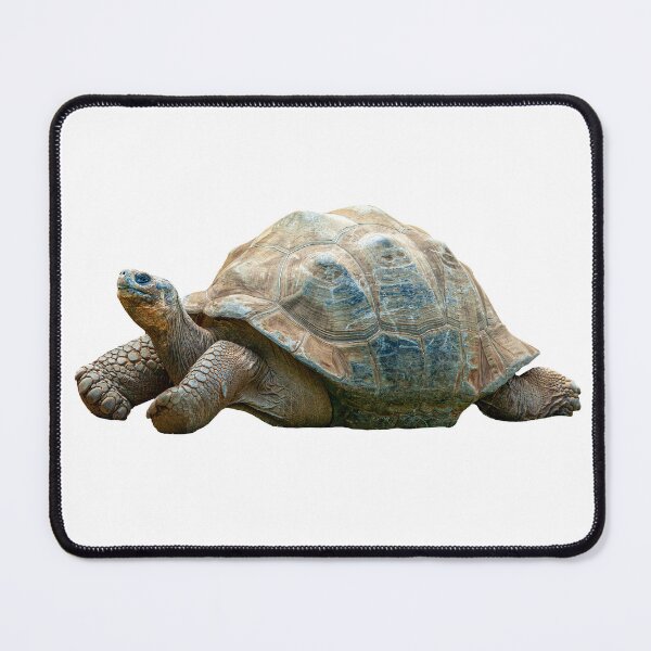 Item preview,  Just Relaxing Giant Tortoise  designed and sold by Dalyndigital Photography.