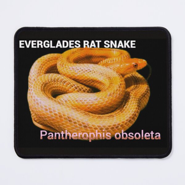 Item preview, Everglades Rat Snake Pantherophis obsoleta rossalleni  designed and sold by StrangeFetish.