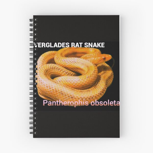 Item preview, Everglades Rat Snake Pantherophis obsoleta rossalleni  designed and sold by StrangeFetish.