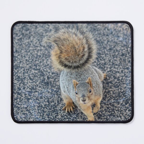 Item preview, Squirrel Friend designed and sold by craftsbydaphy.
