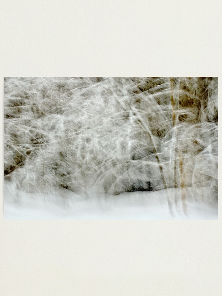 Alternate view of Snowstorm in Valserine forest Photographic Print