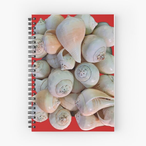 Item preview, White conch/ Blowing shell/shankh designed and sold by VeenaNair23.