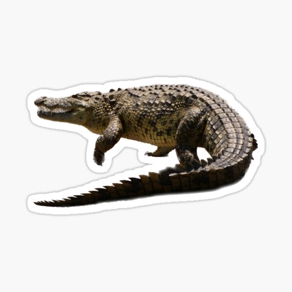 Artikel-Vorschau von Crocodile, designt und verkauft von Andie Janik.