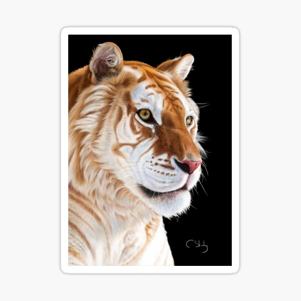 Item preview, Tiger Study 01 designed and sold by craigs822.