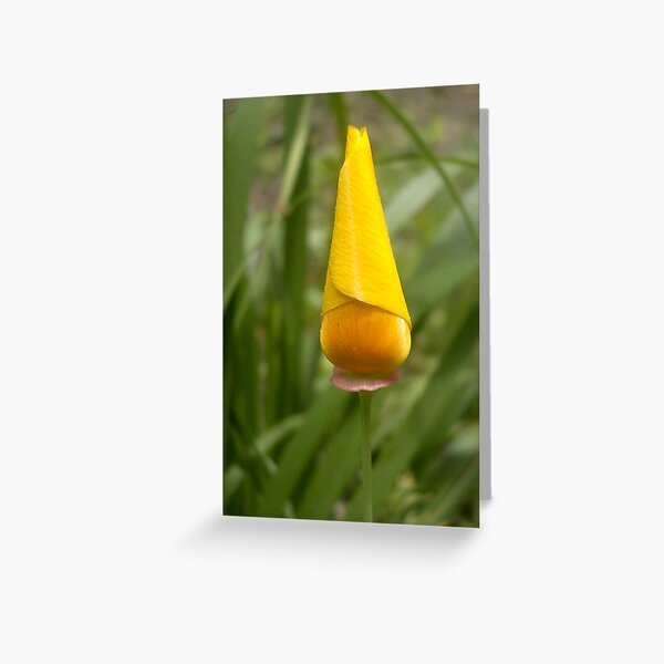 California Poppy - zoom Greeting Card