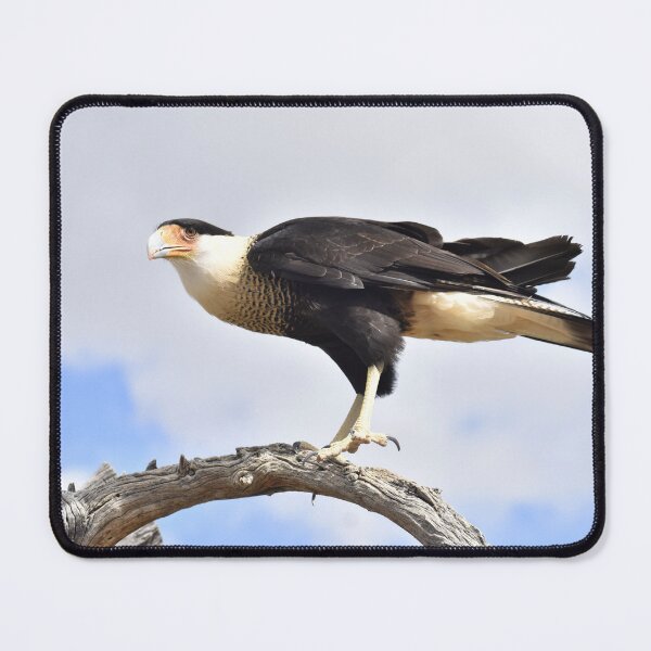 Item preview, Crested Caracara Landing designed and sold by Kathleen Brant.