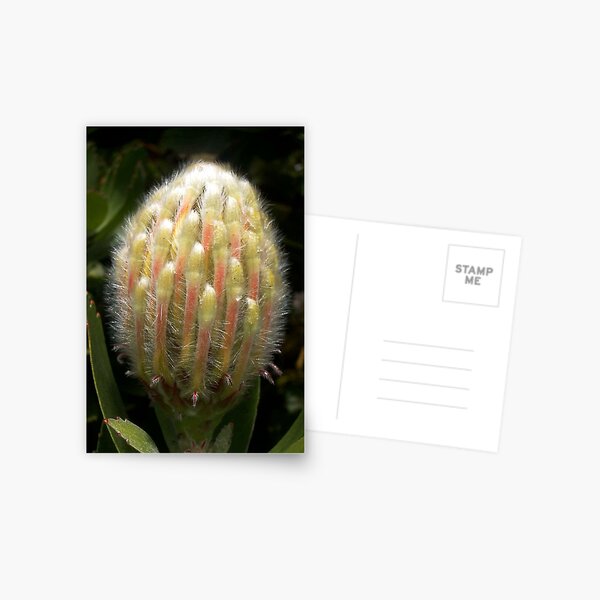 Furry Protea buddy Postcard