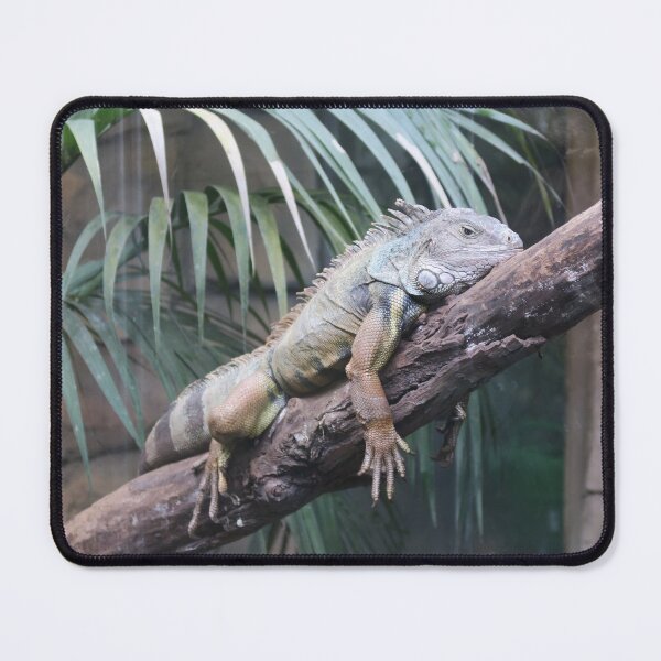 Item preview, Green iguana designed and sold by DragonDango.