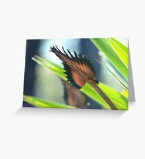 Burnt Livingstonia Greeting Card
