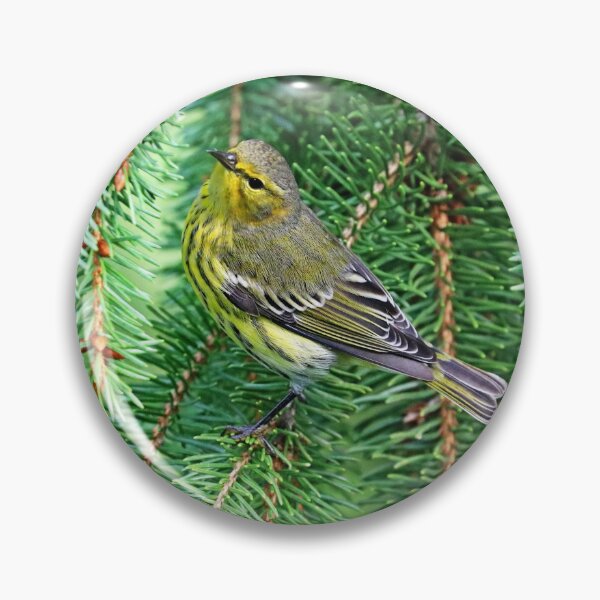 Item preview, Cape May Warbler On Spruce Branch designed and sold by Deb Oppermann.