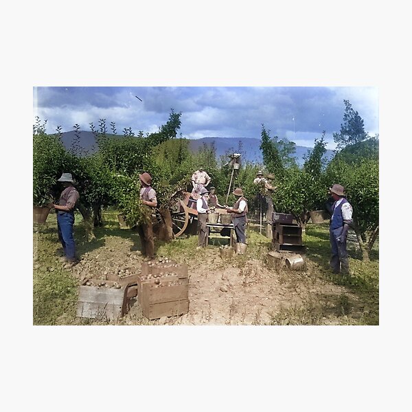 Item preview, 1900s Apple Pickers in Rural Tasmania  designed and sold by taspaul.