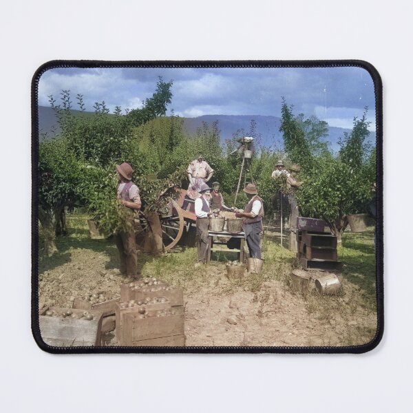 Item preview, 1900s Apple Pickers in Rural Tasmania designed and sold by taspaul.