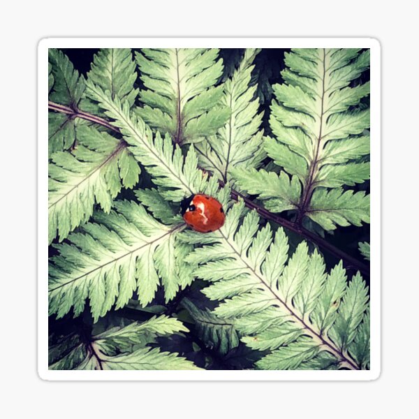 Ladybug on Ferns  Sticker