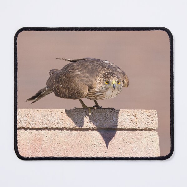 Item preview, Cooper's Hawk designed and sold by CarolM.
