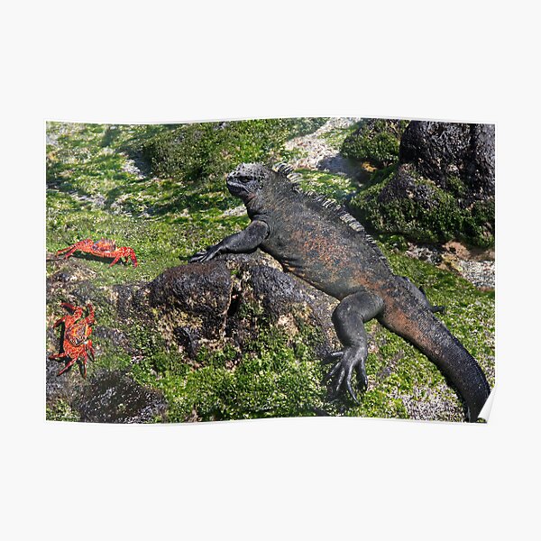 Hanging Out in Paradise Poster