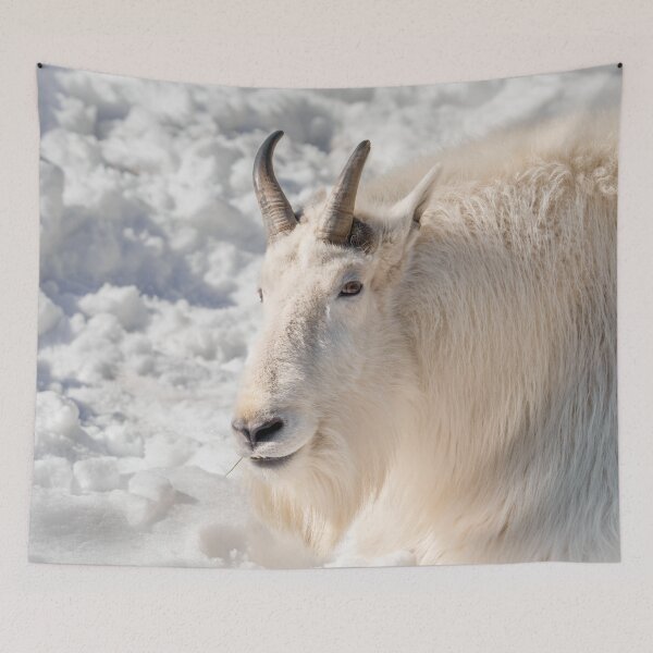 Item preview, Mountain Goat In The Snow designed and sold by rawshutterbug.