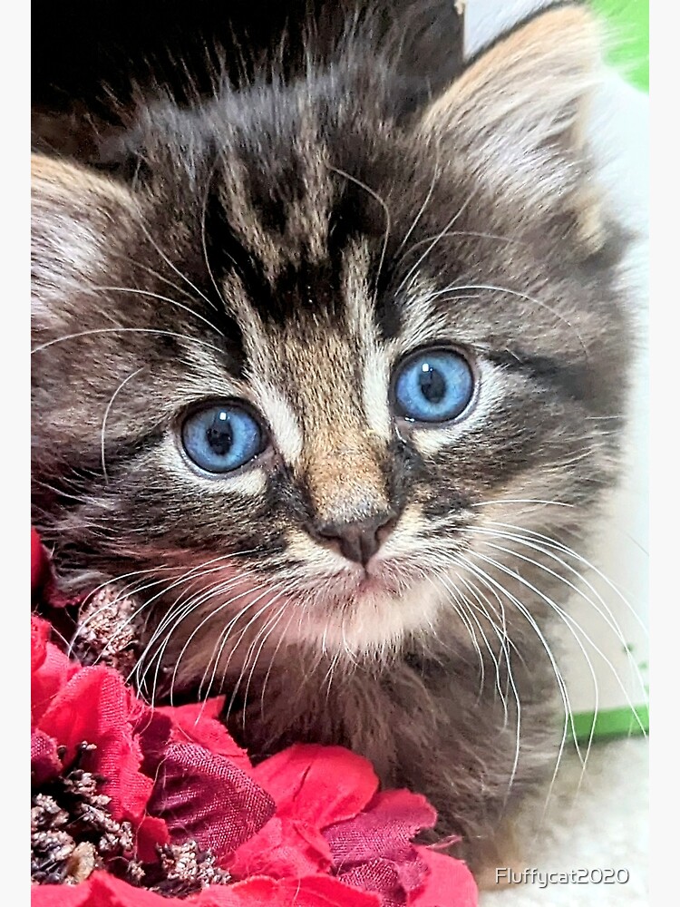 Tiger striped ragdoll Norwegian forest tabby kittens Postcard