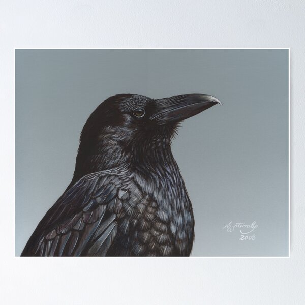 Study of a Raven Poster