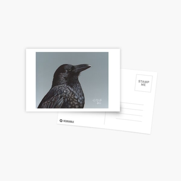 Study of a Raven Postcard